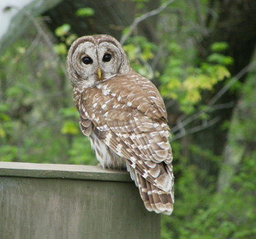 Barred Owl 4_3_2012